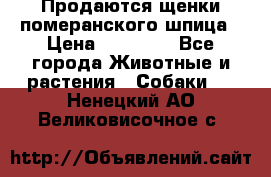 Продаются щенки померанского шпица › Цена ­ 45 000 - Все города Животные и растения » Собаки   . Ненецкий АО,Великовисочное с.